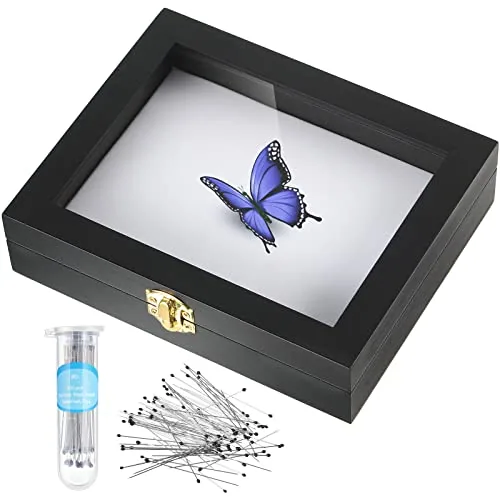 Insect Display Case Bug Box with Clear Lid